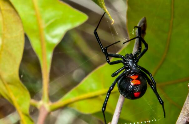 10種最嚇人的蜘蛛