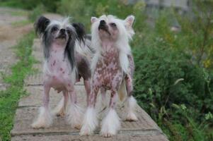 世界上最醜的狗品種：中國冠毛犬，常年包攬世界最醜犬冠軍