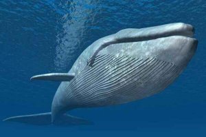十大深海神秘巨型生物 抹香鯨上榜，第一是地球最大動物