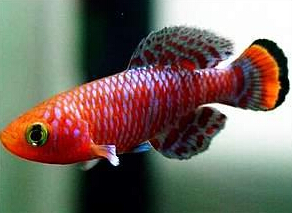 世界上繁殖最快的魚,出生17天后便可繁殖(長得快，死得早)