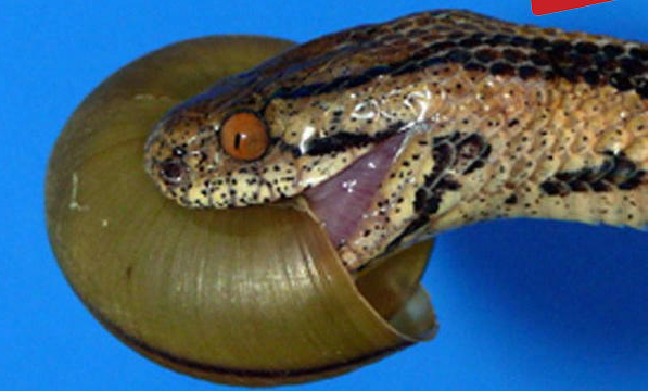 食蝸牛蛇圖片