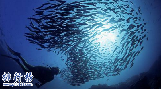 全球潛水最好的地方有哪些?全球十大潛水度假勝地
