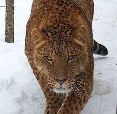 豹獅獸