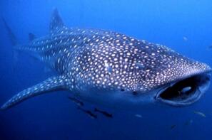 世界上最大的鯊魚，鯨鯊體長可達20米體重25噸(掀翻無數遊艇)