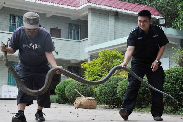 世界體型最大的毒蛇 眼鏡王蛇