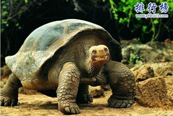 十大烏龜的世界之最，龜中博爾特打破短跑紀錄