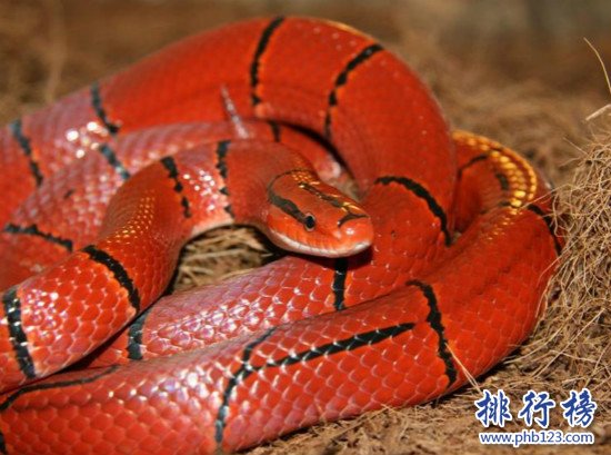 世界上十大最美的蛇,玉米錦蛇是很漂亮的具有觀賞性的寵物蛇