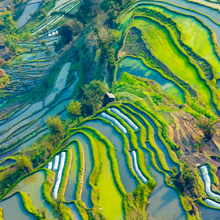 中國10強農業龍頭企業排行榜