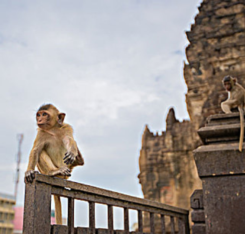 猴子廟
