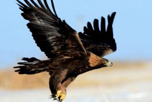 全球十大兇猛的鳥排行榜 金雕高大威武翼展可達兩米多長