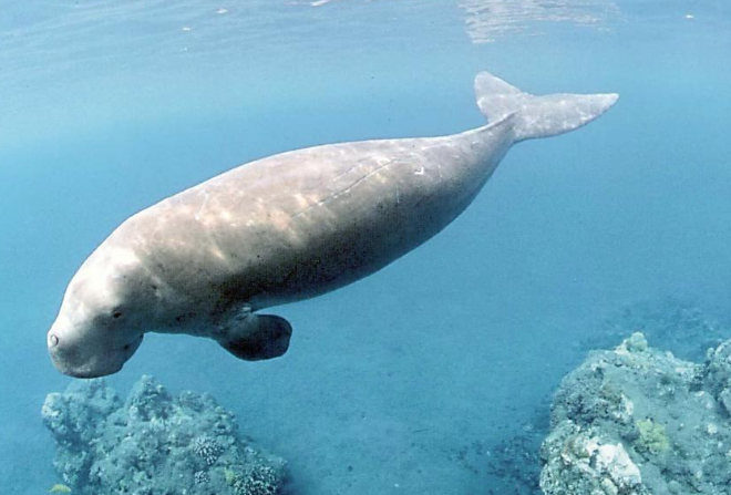 世界十大珍稀海洋動物 這些珍稀生物，你認識幾種