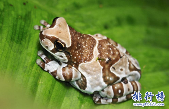 世界上最奇特的樹蛙,牛奶蛙身穿棕白迷彩服（保護色）