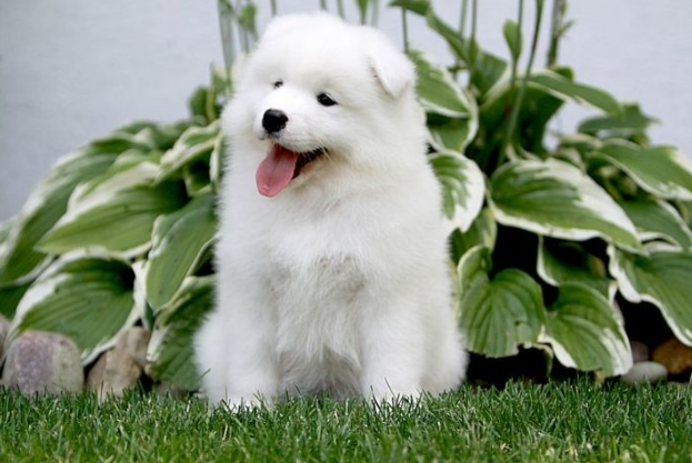 十大世界最可愛的狗排名 博美犬第一，薩摩耶上榜