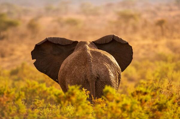 非洲最兇猛的十大動物排名