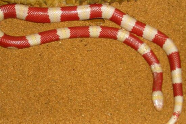 白化花斑蛇圖片
