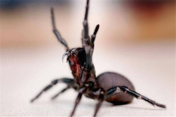 世界最毒十大蜘蛛 紅背蜘蛛上榜，悉尼漏斗網蛛15分鐘能致死