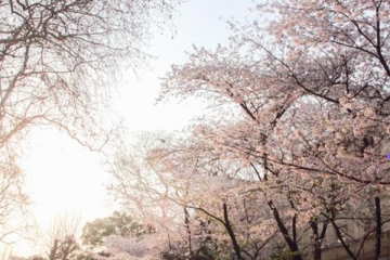 世界三大賞櫻勝地：這裡的櫻花最為浪漫多情