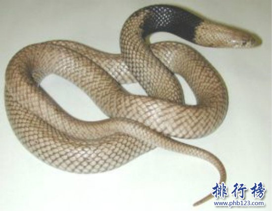 世界上最毒的蛇排名,細鱗太攀蛇一口毒死25萬隻老鼠