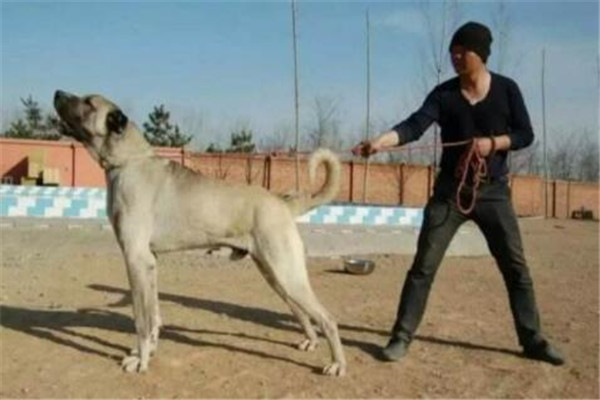 世界十大最兇悍猛犬 西藏獒犬上榜，比特犬異常兇猛