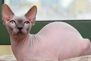 十大最醜的貓 加拿大無毛貓第一，暹羅貓上榜