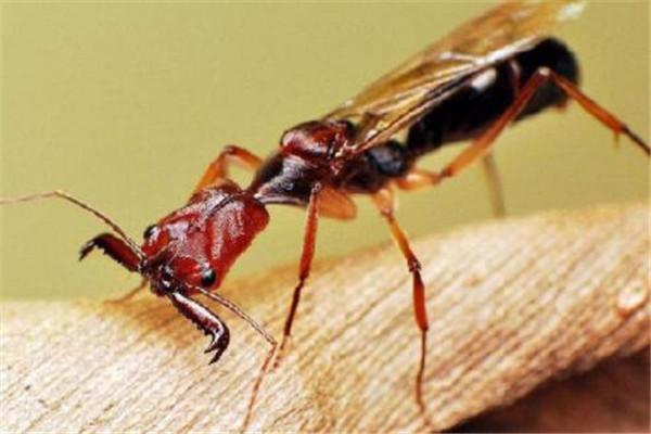 世界十大最強昆蟲 蝗蟲上榜，第三能自己轉化電能