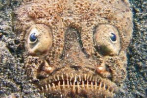 世界十大恐怖怪魚，個個奇特令人驚嘆