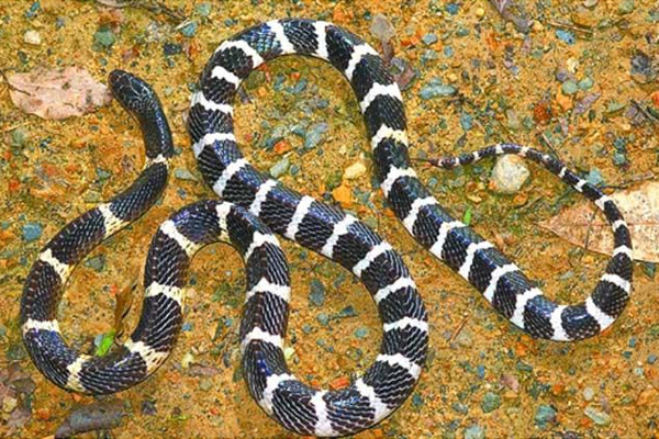 世界上最毒的蛇排名 銀環蛇