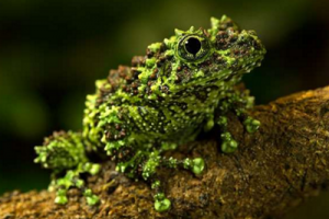 世界上最怪異的十種青蛙排行榜,玻璃蛙竟可以看到內臟(全身透明)