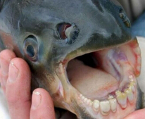 世界上最奇葩的魚，人齒魚專吃男性睪丸（睪丸殺手）