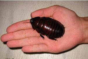 世界上最大的蟑螂：犀牛蟑螂(智商極高能聽懂人話)
