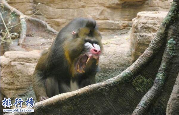 世界上最好看的猴子:山魈,面部色彩鮮艷圖案似京劇臉譜