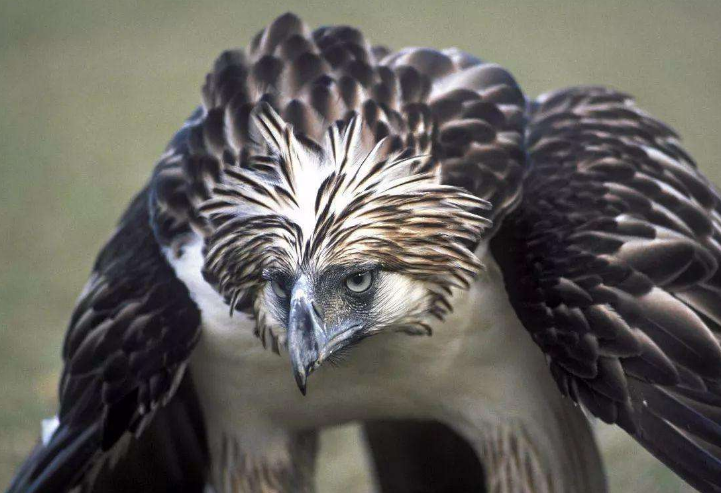 世界十大猛禽 食猿雕上榜，虎頭海雕位列第一