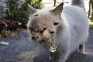 吉尼斯世界上壽命最長的雙面貓：三隻眼兩嘴巴