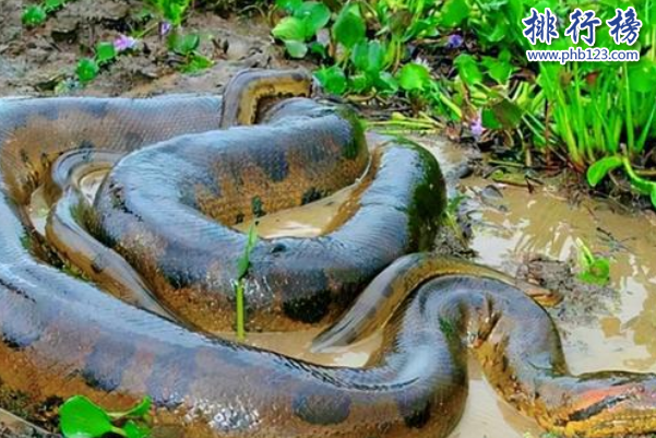 世界十大最長的蛇