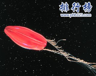 地球上最早的生物：櫛水母（長相如外星生物）