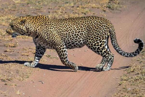 盤點世界豹子的種類 非洲豹上榜,第二是“金錢豹”
