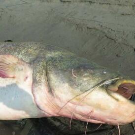 湄公河巨型鯰魚