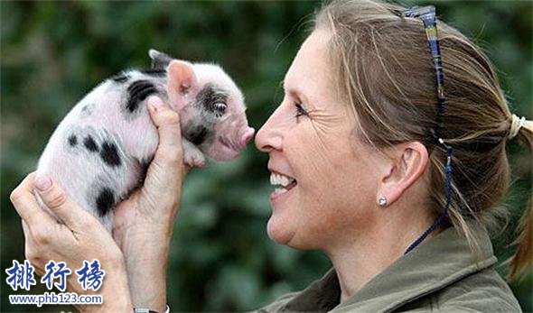 世界上最小的豬：體重不超十斤，體長僅60厘米