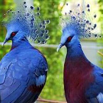 藍鳳冠鳩