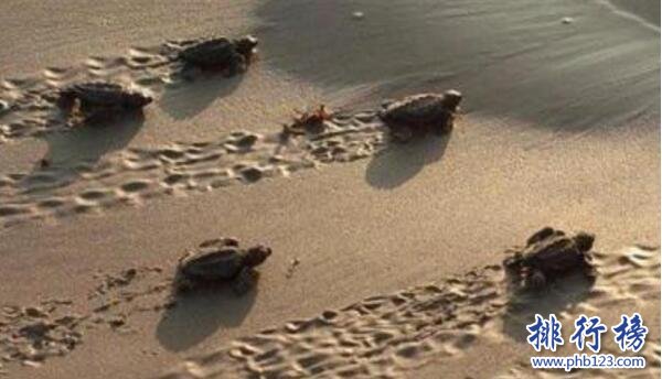 世界上跑的最慢的烏龜：海龜每小時移動70米