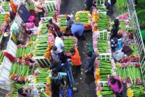 中國十大花卉批發市場，江蘇上榜兩處，第一是中國最大鮮切花市場