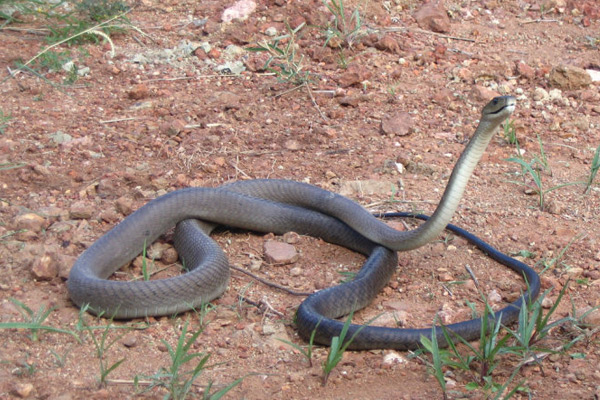 世界體型最大的毒蛇 黑曼巴蛇