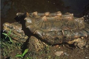 家裡不得養的十大凶龜 窄橋麝香龜上榜，第一外形酷似鱷魚