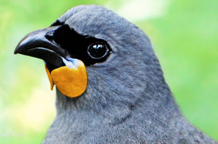 世界十大瀕臨滅絕的鳥 這些罕見物種，你認識幾個