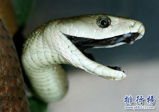 世界上食性最廣泛的蛇,舟山眼鏡蛇（中國十大毒蛇之一）