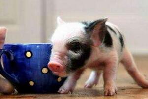 茶杯豬,世界上最小的豬(體長30厘米重30公斤)