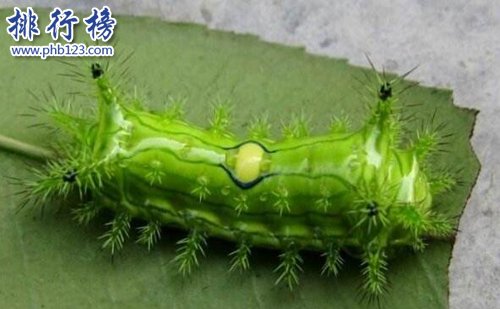 盤點全球最奇怪的十大昆蟲，個個奇特！