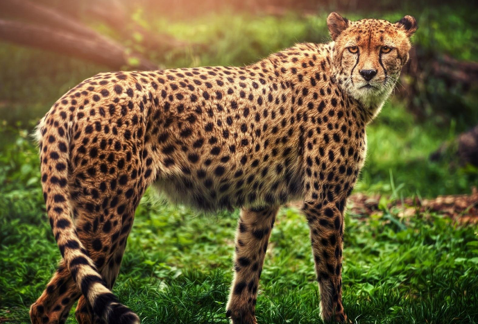 世界上最危險十大貓科動物 獵豹僅排第十，西伯利亞虎最兇猛