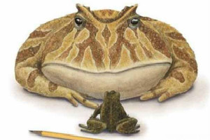 史前最恐怖的青蛙，魔鬼蛙竟敢生吃霸王龍
