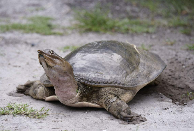 世界十大最兇猛的烏龜 棱皮海龜排第一，體重達900公斤